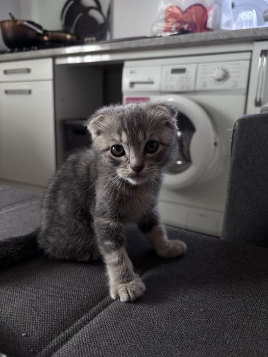 Котенок породистый