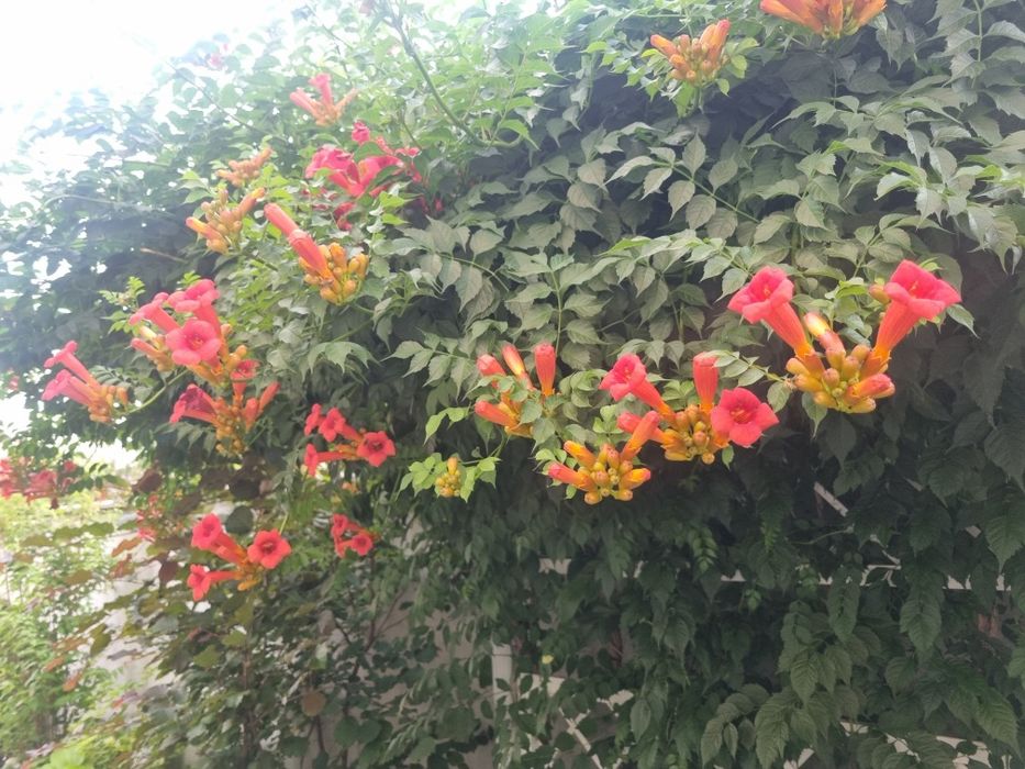 Plante luleaua turcului roșie ( trompeta)