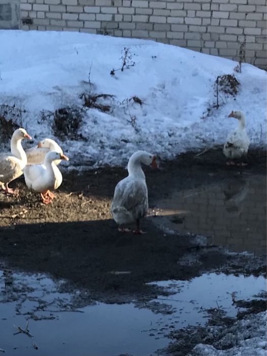 Продам гусей Линда