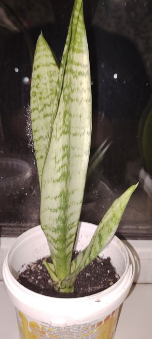 Гүл бар сатылады