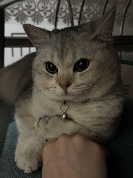 Британская золотистая шиншилла