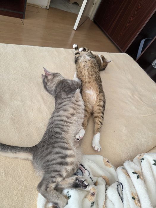 Dau spre adopție cățeluș si 2 pisicuțe