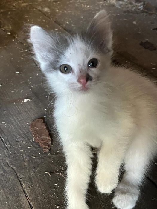 Котята в добрын руки