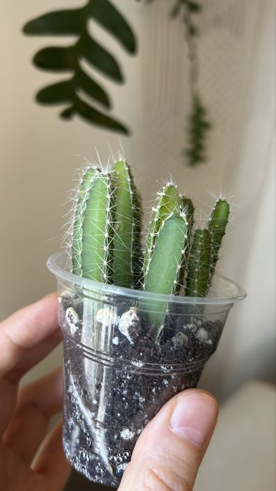 Гилоцереус ундатус