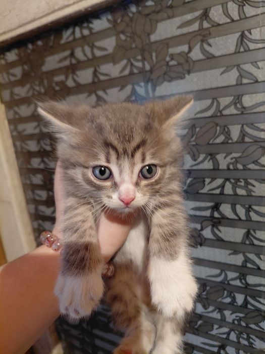 котята бесплатно