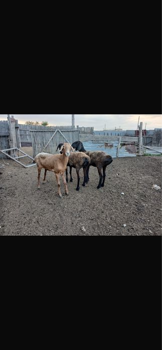 Продам 3 х баран