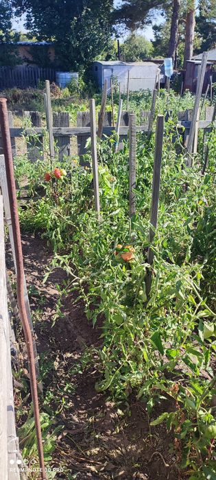 Дача СПП под телевышкой