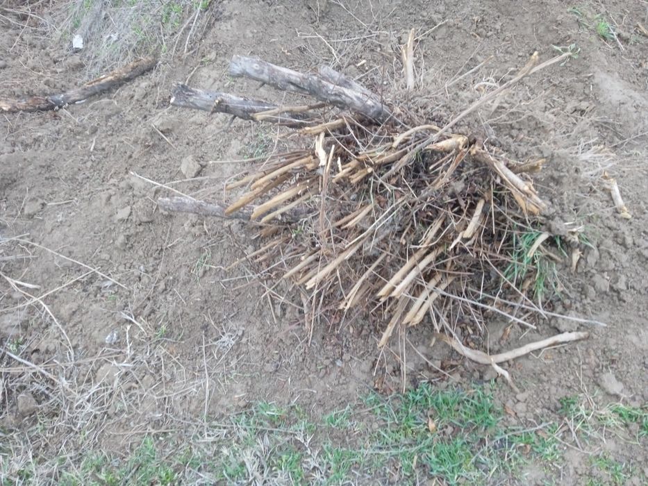 anor daraxtini tomirlari sotiladi