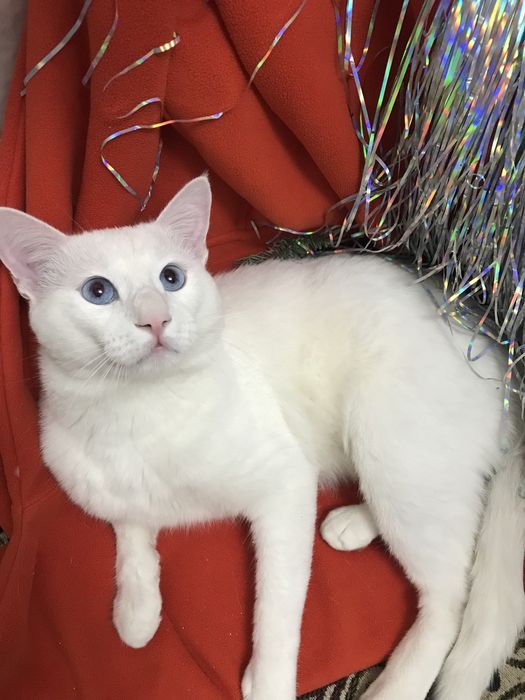 Отдам даром белых котиков