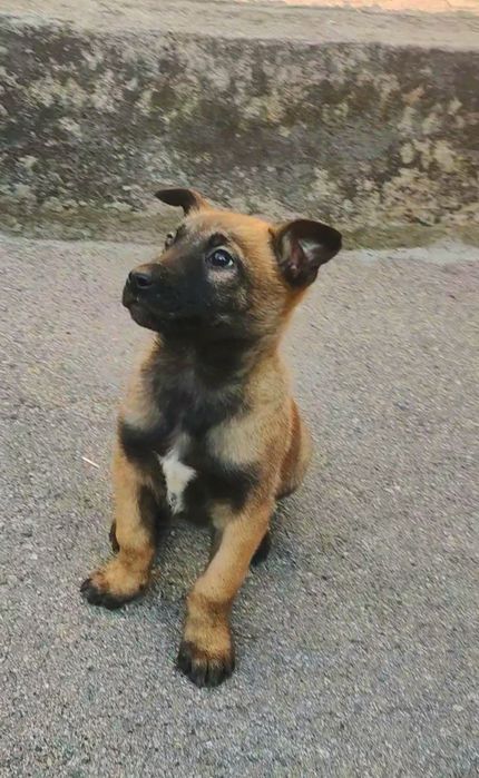 Щенки Бельгиской овчарки МАЛИНУА