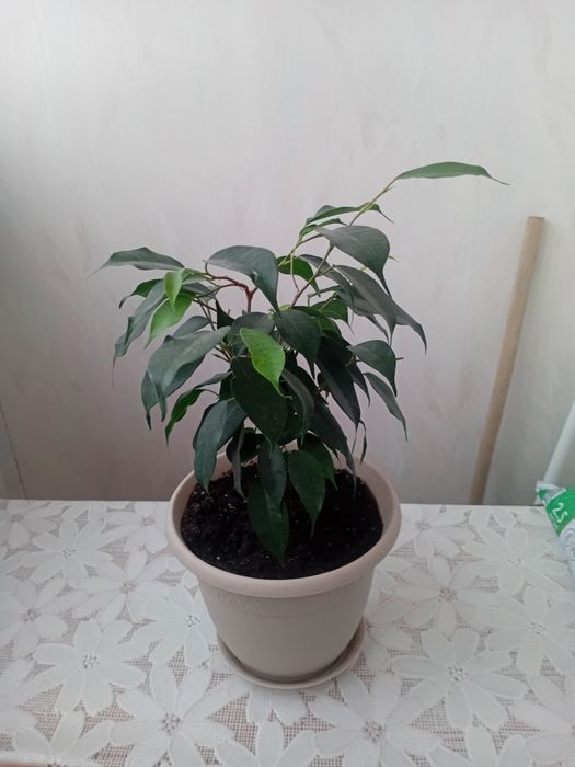 Продам цветы комнатные фикусые