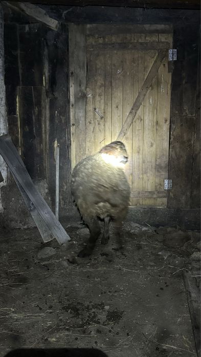 Кой семиз токты .