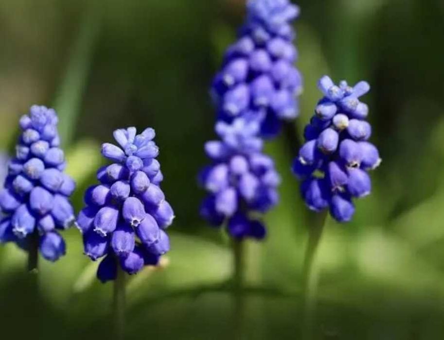100 броя луковици на Мускар