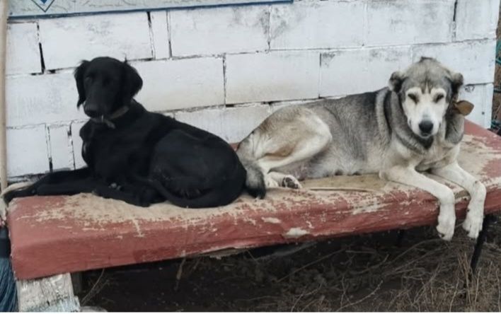 Продаются щенки , қайынқаптал. 1 мес.