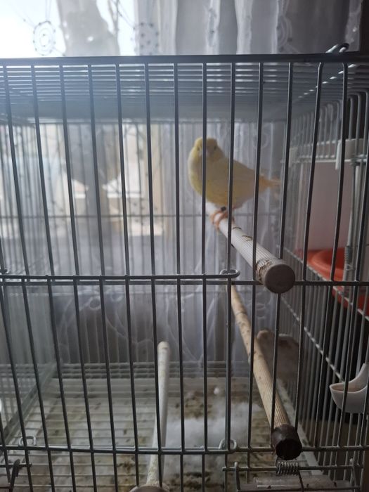 Canari pereche de vânzare