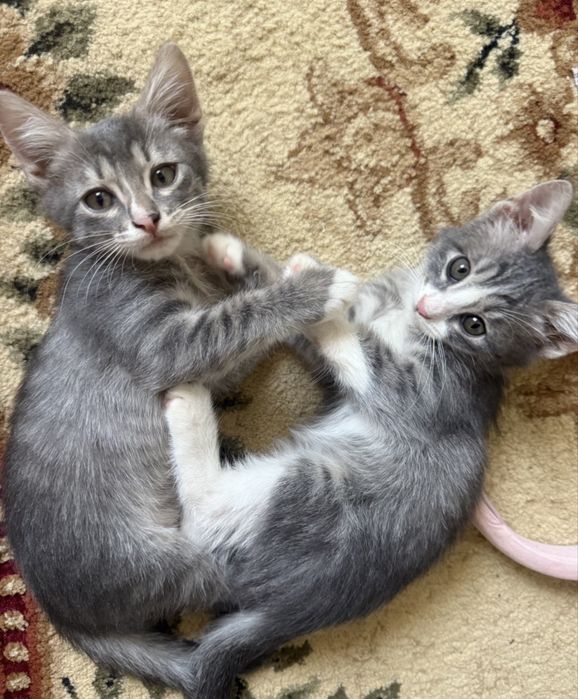 Котята в добрые руки,не для игр ребенку