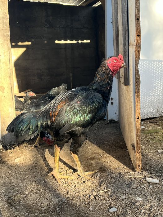 дакан      қораз