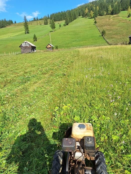 Baloți otavă  pt miei,viței