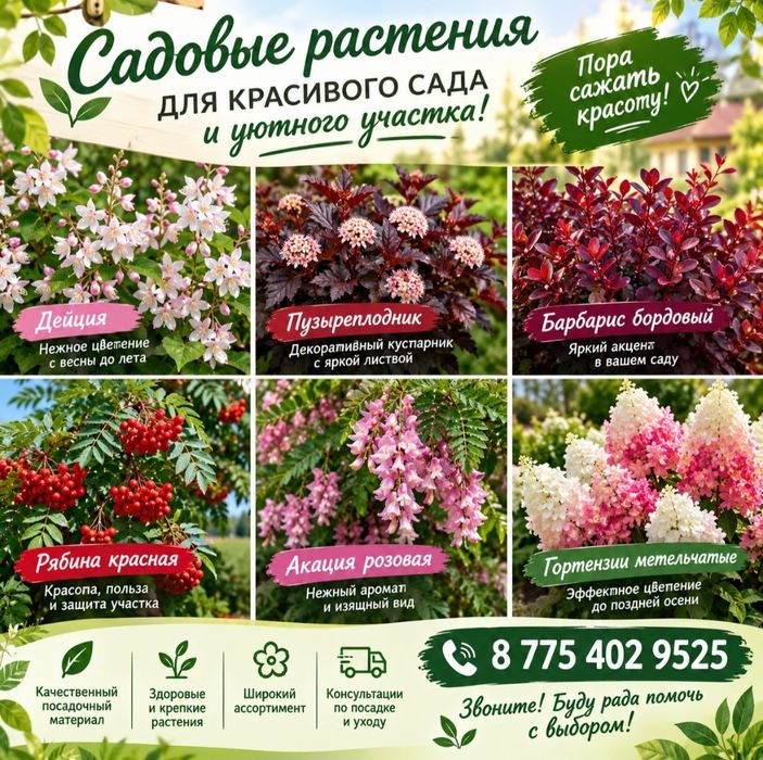 Туи Смарагд, Розовая Акация и др