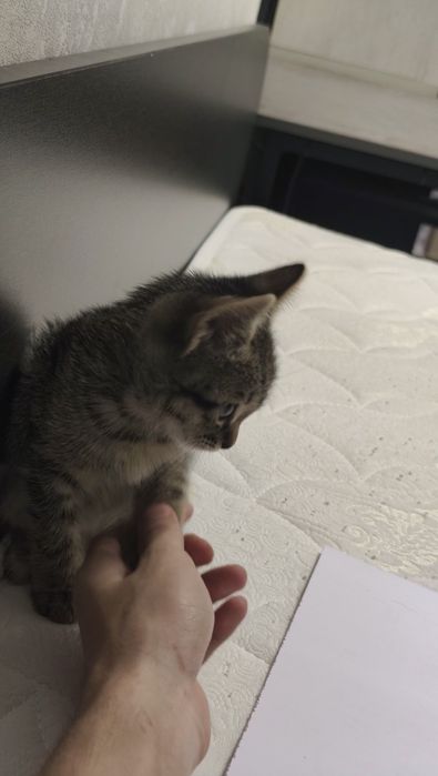 маленький котенок девочка