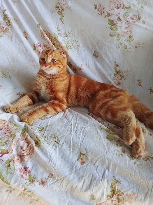 Shotland osmaloq (Scottish Fold)