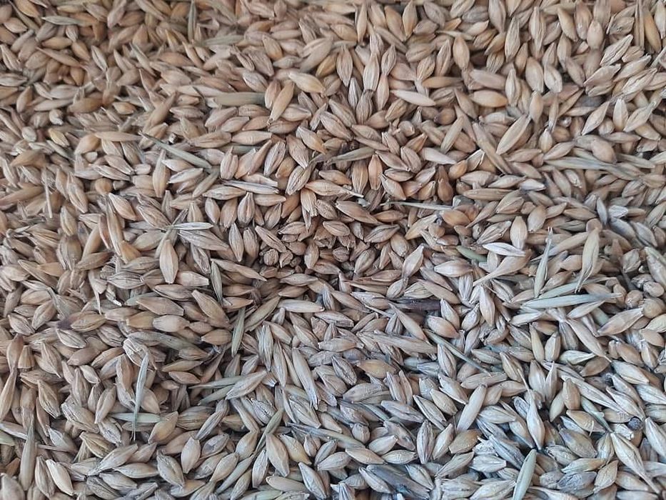 orzoaica de primavara