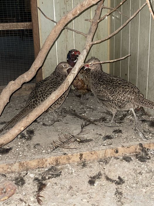 Sahnada jinsiy aloqa GIF