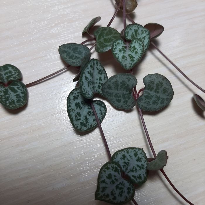 Церопегия Вуду.