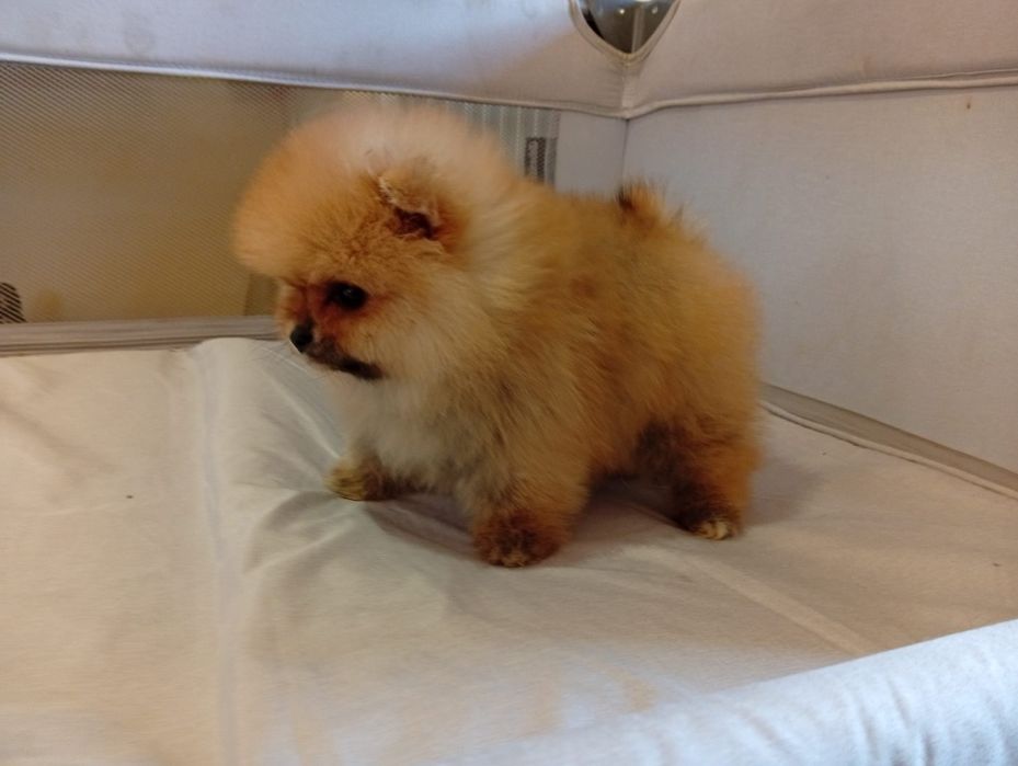 Pomerania negru și maro