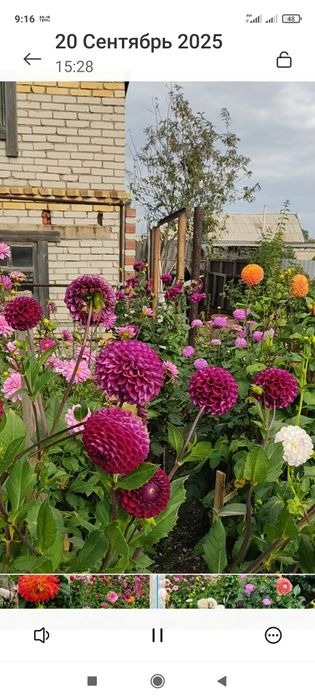 Продам пророщеные георгины в стаканчиках.