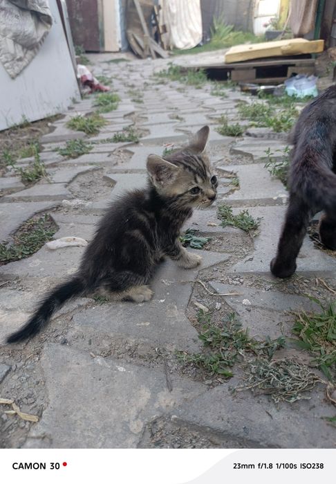 Срочно а там котят в добрые руки