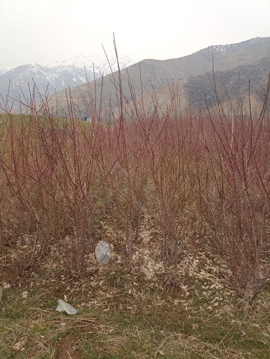 Мевали дарахтлар кучатлари