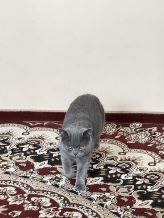 Продаю британскую кошку