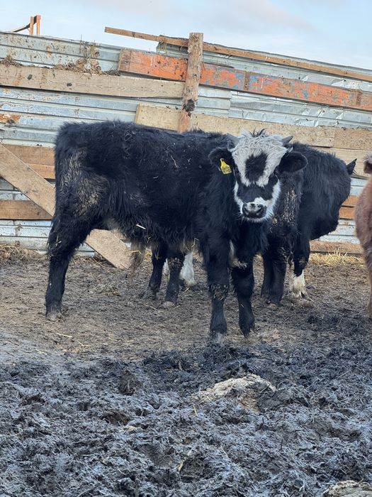 Баспақ 1 жастан асқан