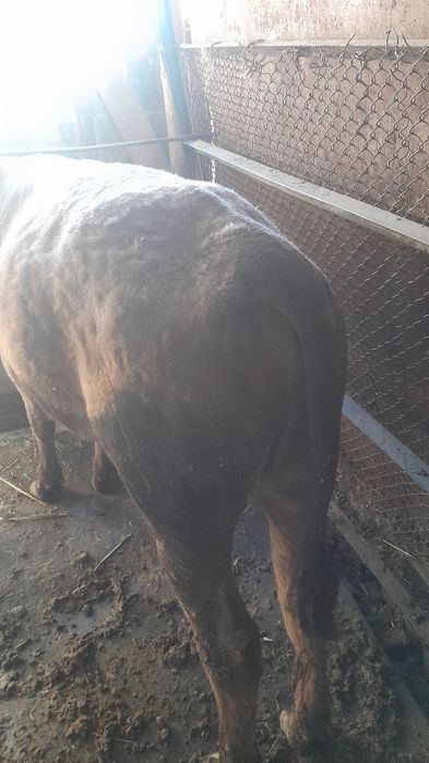 Бұқаша сатылады.