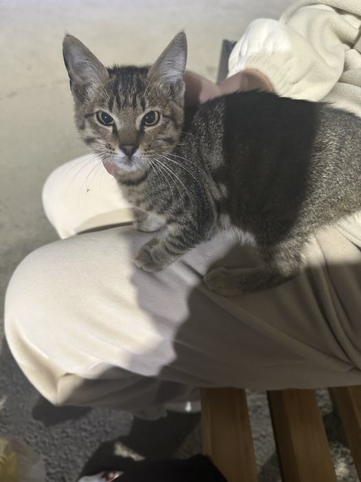 Ласковый котенок