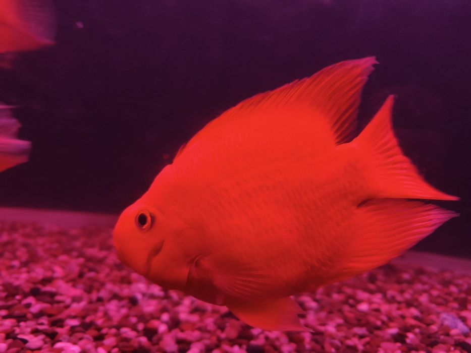 Папкгай балик сотилади