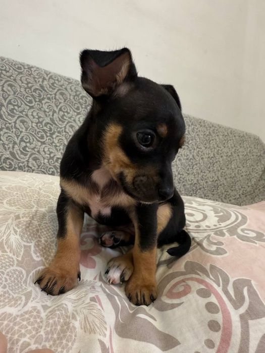 Той теьер продаю