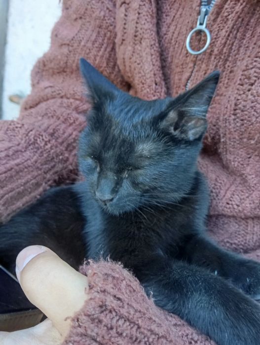 Котёнок ищет дом