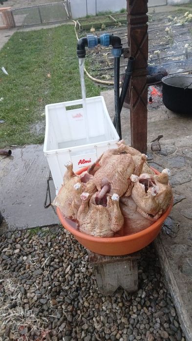 Pasari de curte disponibile,în viu și taiate