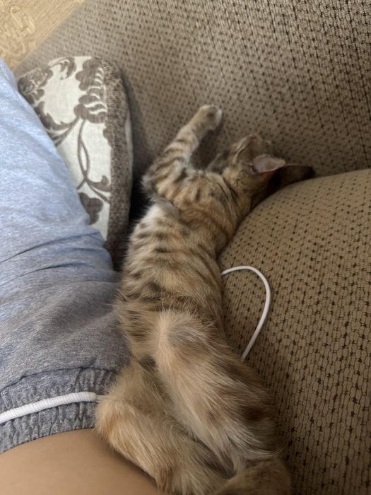 Отдам котенка в добрые руки