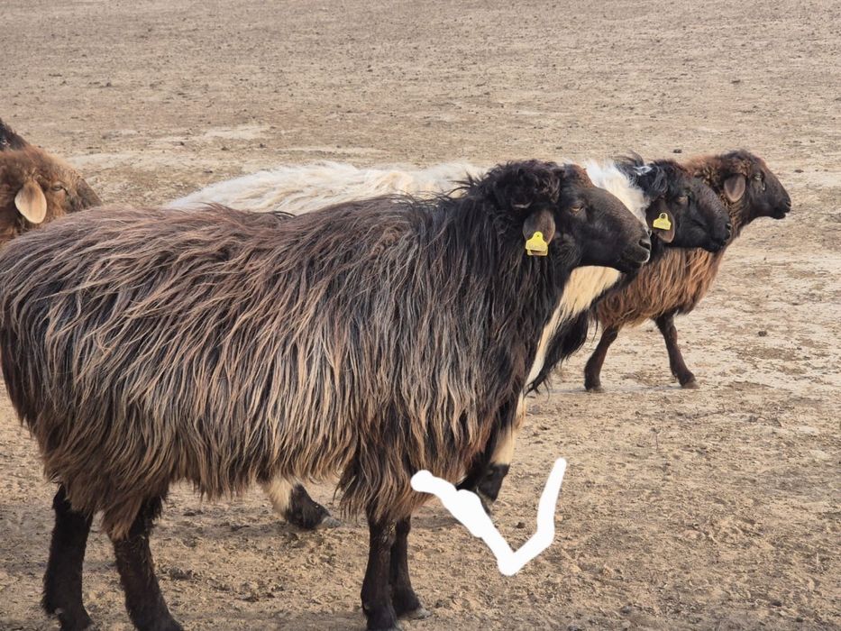 Қошқар сатылады.