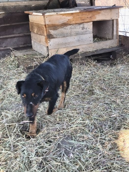 Вязка ягдерьер .