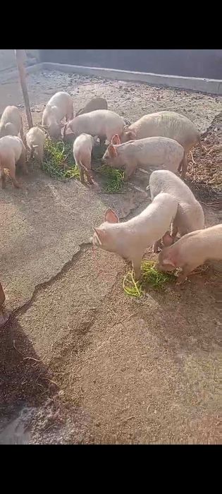 Продавам малки прасенца