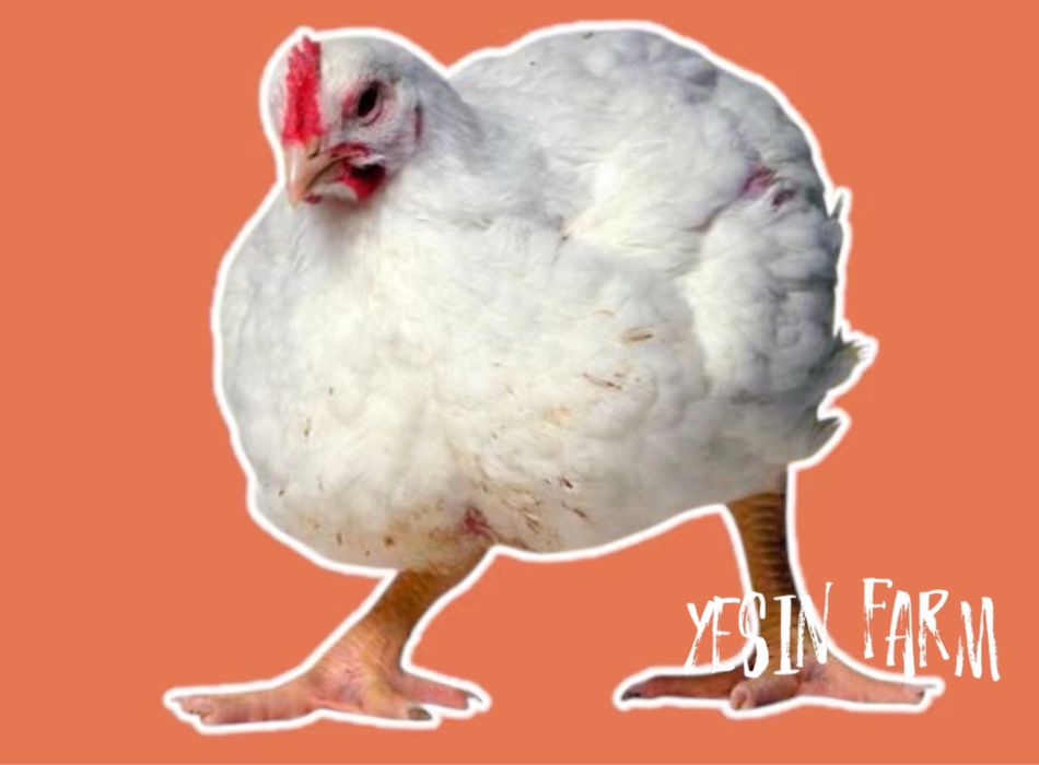 Арбор Айкресс инкубационные яйца бройлерные куры — мощный бройлер