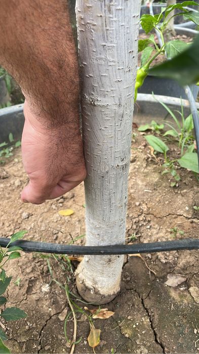 Pomi fructiferi pe Rod/ pomi la ghiveci