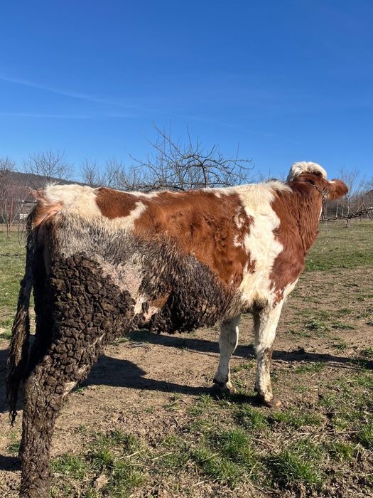 Vand juninca de abator, de 2 ani jumate