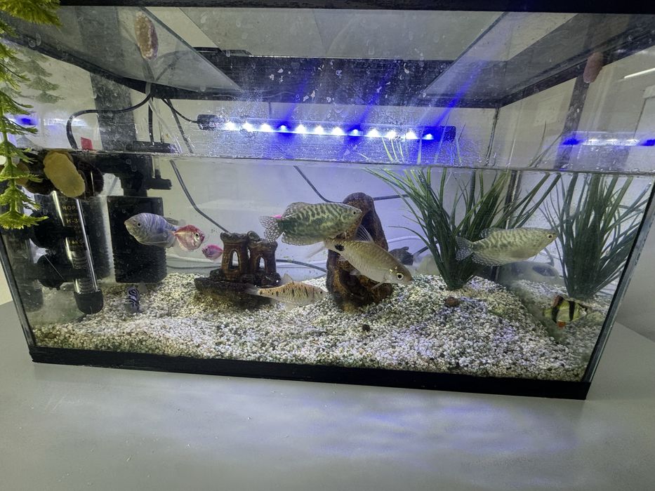 Аквариум с рыбками