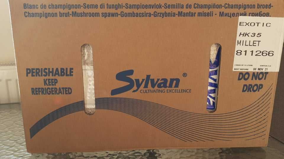 Miceliu Sylvan Ciuperci Pleurotus GreenFarm.ro