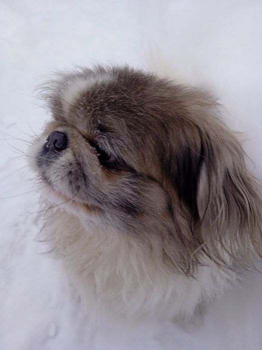 Вязка императорский пекинес